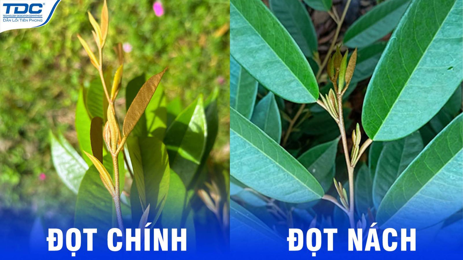 đọt chính và đọt nách 