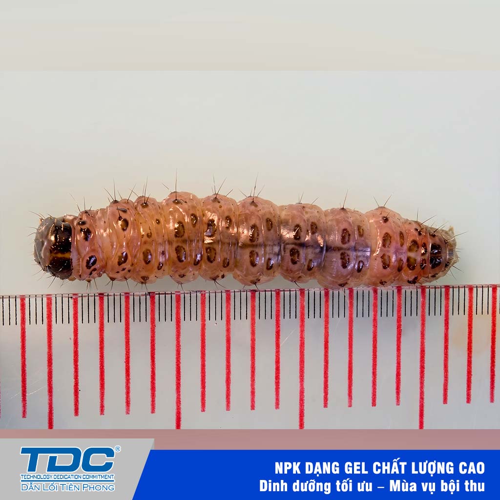 Ấu trùng sâu Conogethes punctiferalis