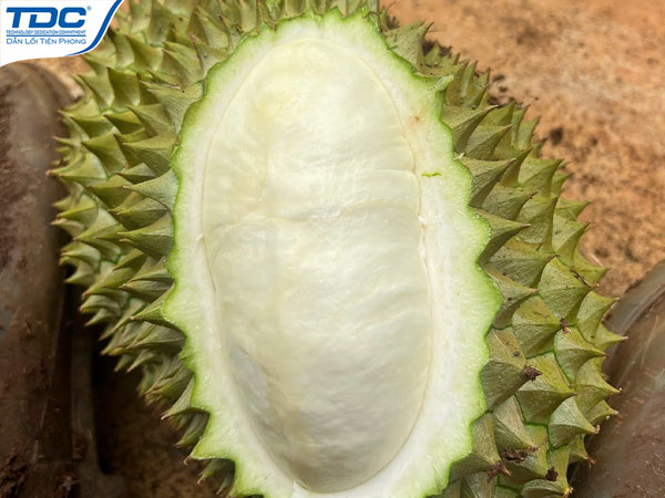 Hình minh họa chất lượng cơm sầu riêng bị ảnh hưởng