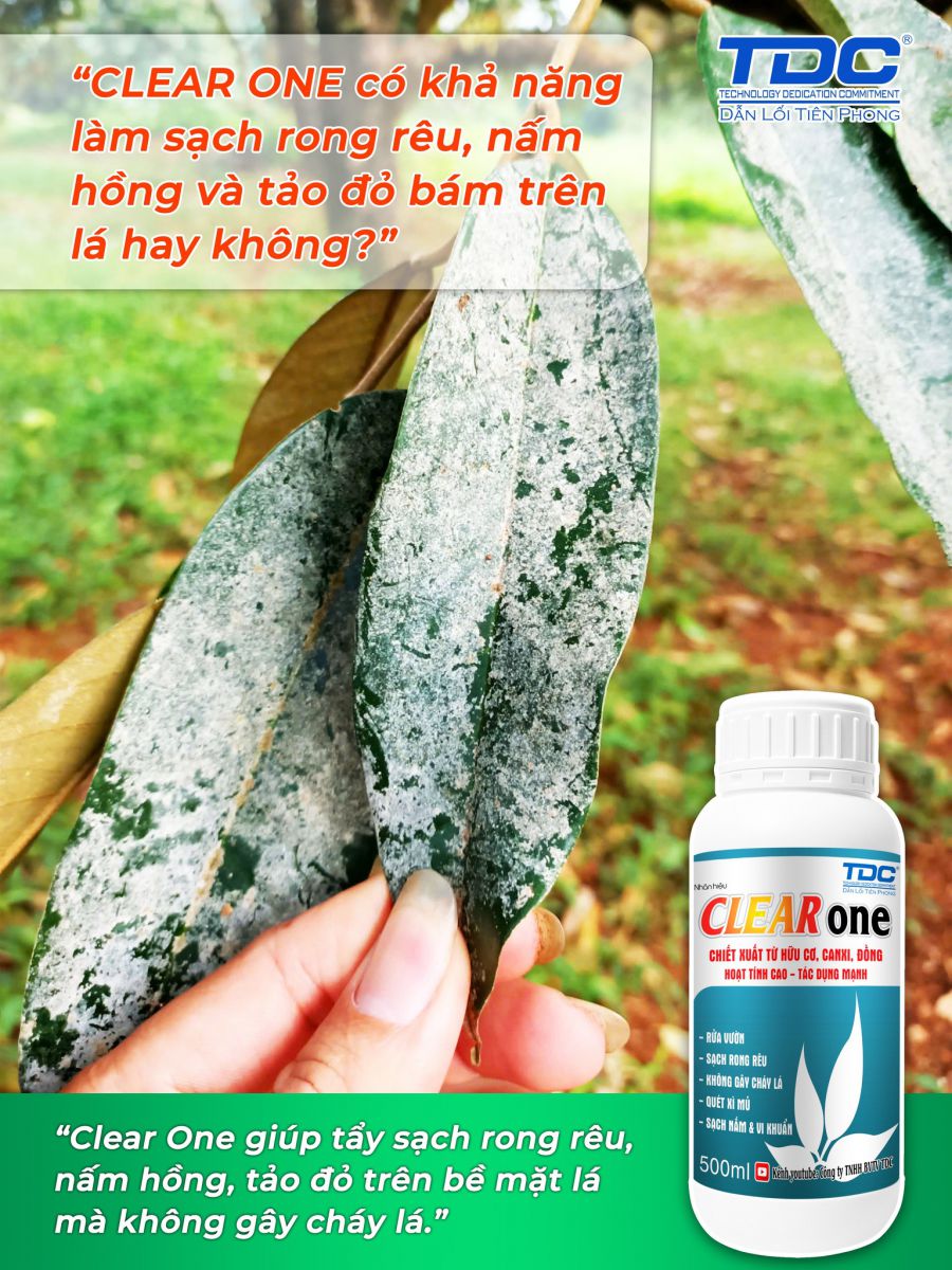 clear one tẩy rong rêu nấm hồng tảo đỏ