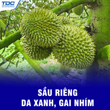 sầu riêng gai nhím
