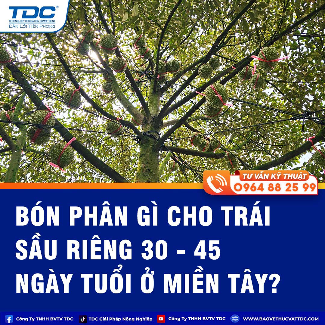 Bón Phân Gì Cho Trái Sầu Riêng 30 - 45 Ngày Tuổi Ở Miền Tây? | Giải Pháp TDC