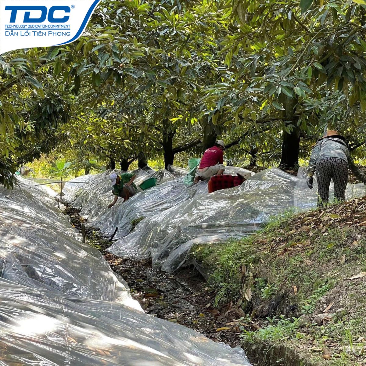 Nhà vườn thực hiện phủ bạt tạo mầm sầu riêng tại vườn