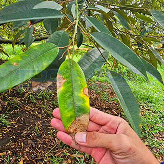 CHÁY LÁ SẦU RIÊNG TDC