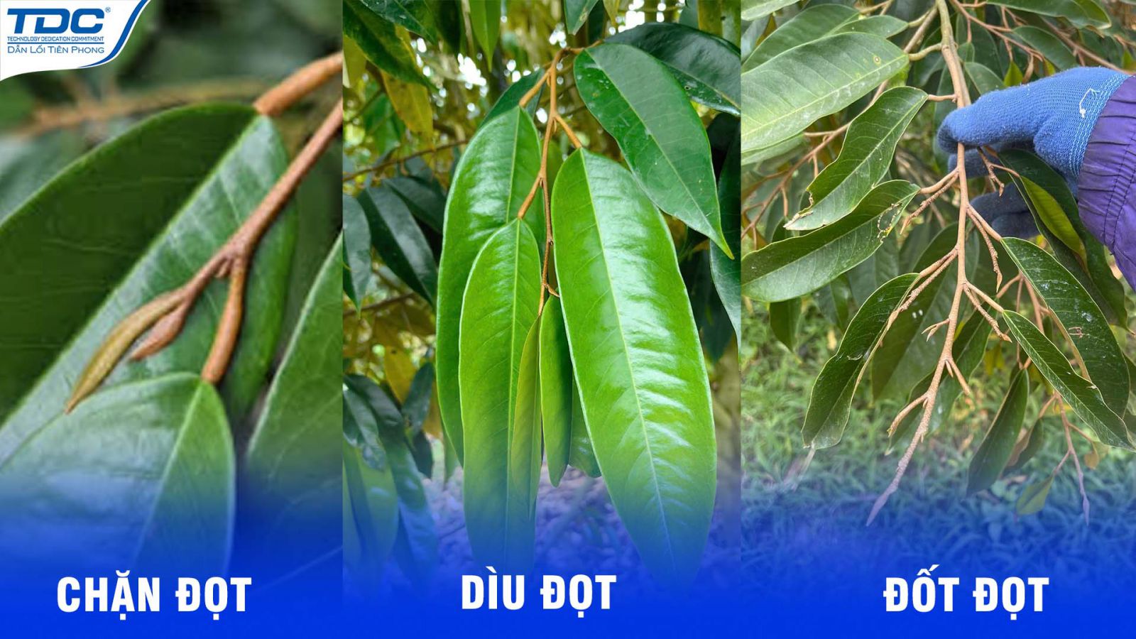 chặn đot, đốt đọt, và dìu đọt