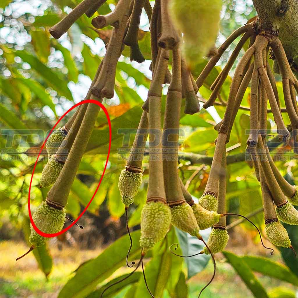 NHẬN BIẾT CUỐNG SẦU RIÊNG BỊ DƯ NƯỚC