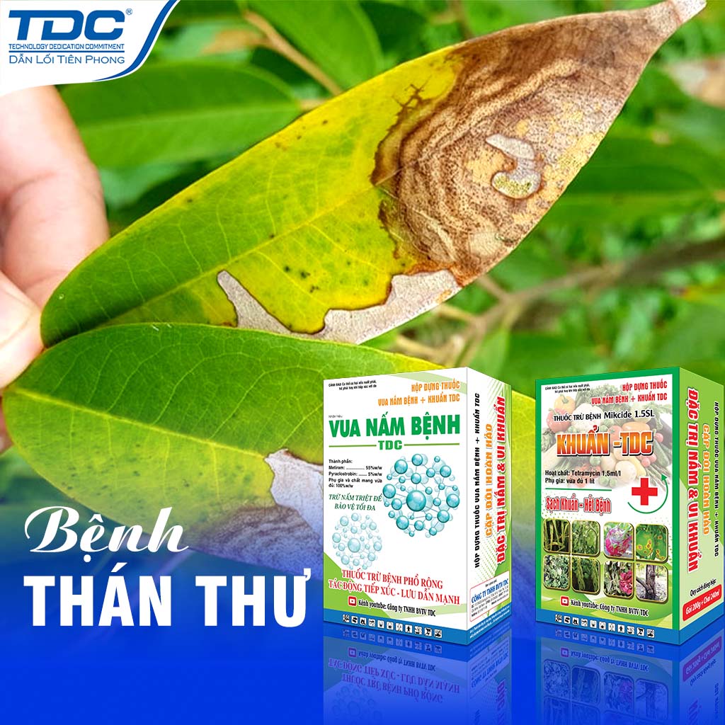 Colletotrichum - bệnh thán thư