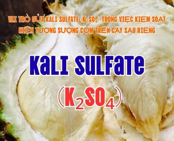 VAI TRÒ CỦA KALI SULFATE (K₂SO₄) TRONG VIỆC KIỂM SOÁT HIỆN TƯỢNG SƯỢNG CƠM TRÊN CÂY SẦU RIÊNG