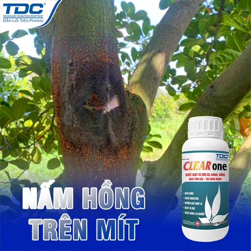 XỬ LÝ NẤM HỒNG TRÊN CÂY MIT