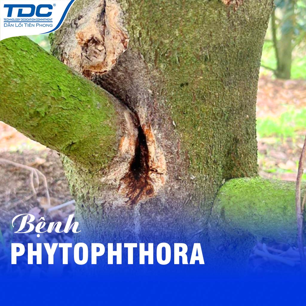 PHYTOPHTHORA