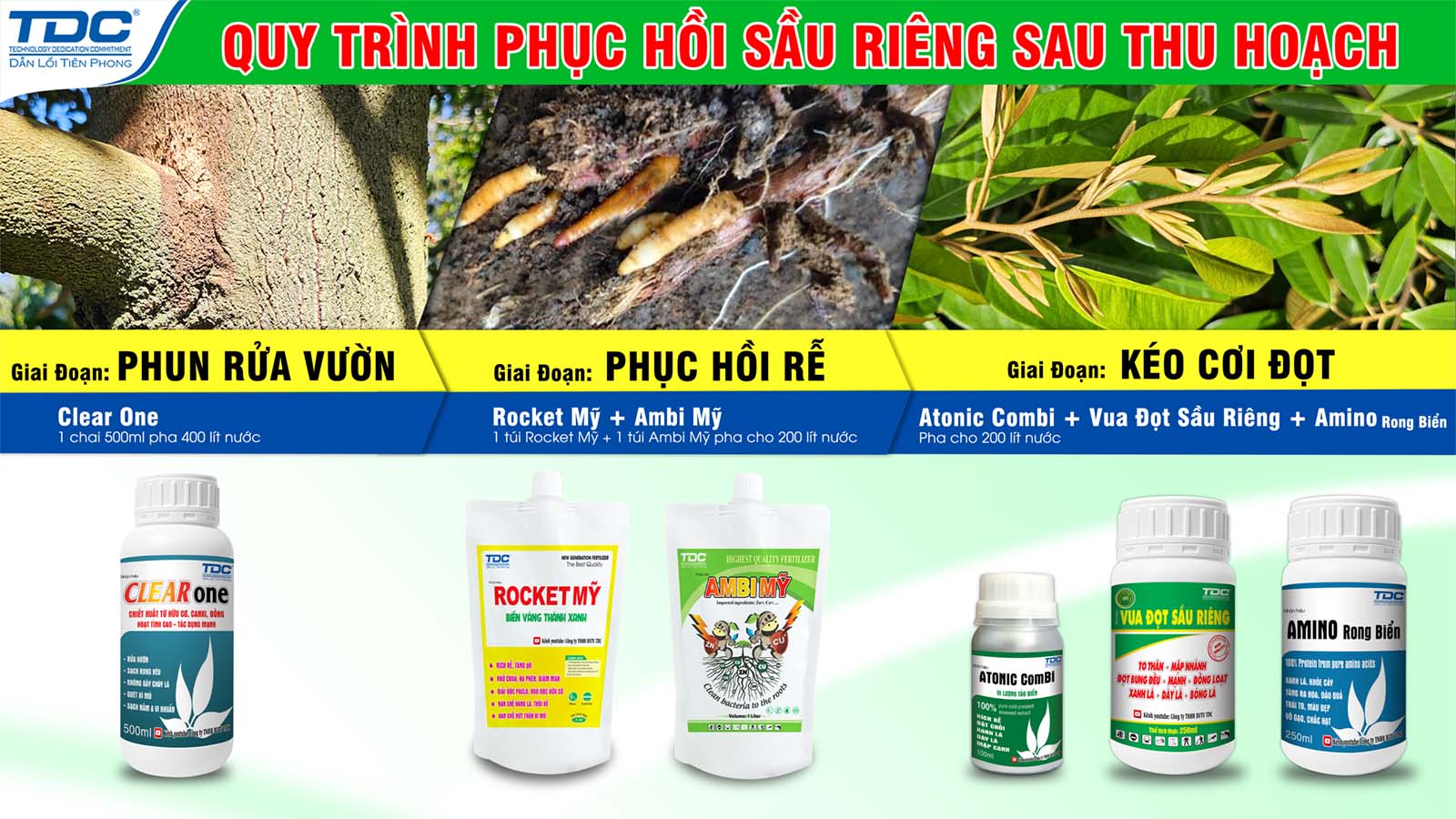 quy trình phục hồi sầu riêng tdc