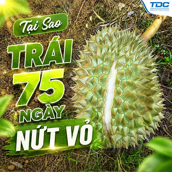 SẦU RIÊNG 75 NGÀY BỊ NỨT BỎ