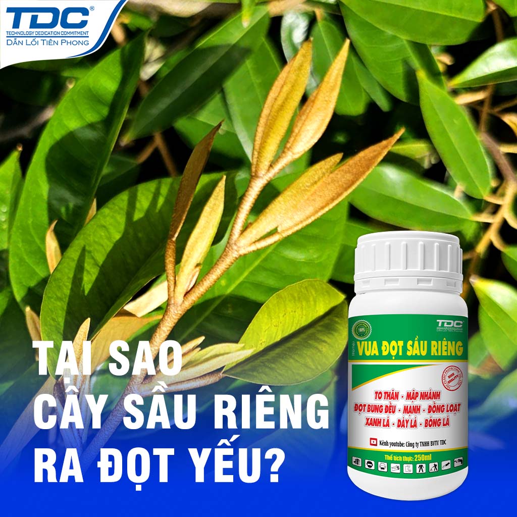 TẠI SAO CÂY SẦU RIÊNG RA ĐỌT YẾU?