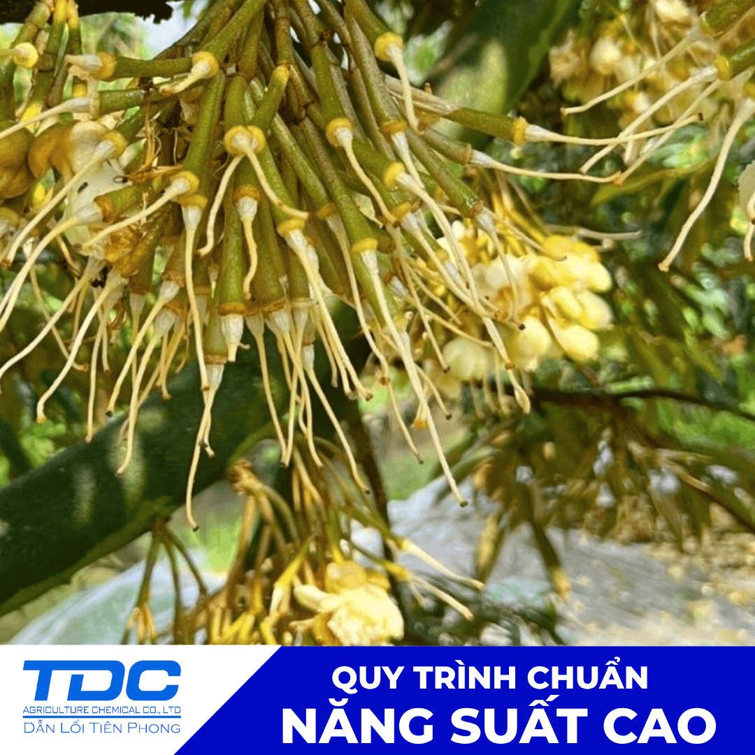 Hình ảnh trái sầu riêng non và hiện tượng rụng đuôi chuột sớm.