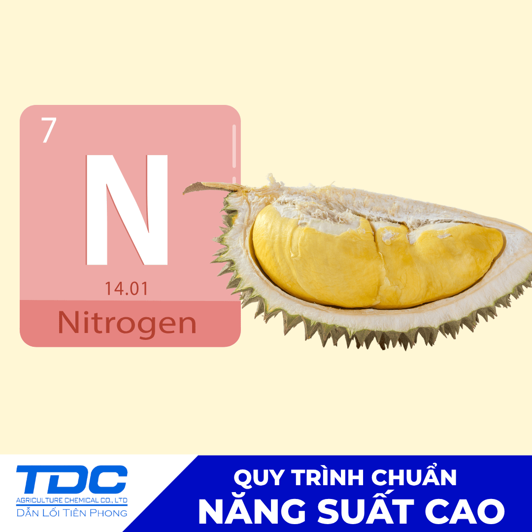 Sầu Riêng 90-95 Ngày Tuổi: Có Nên Bón Thêm Đạm Không? Giải Pháp Từ TDC