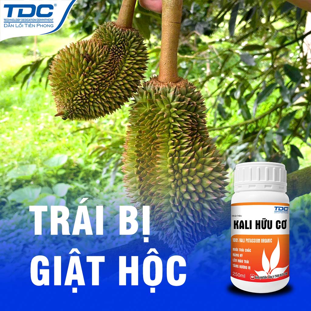 TRÁI BỊ GIẬC HỘC