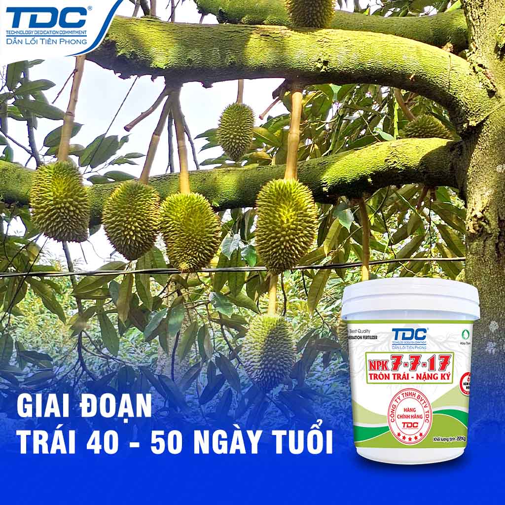 TRÁI SẦU RIÊNG GIAIA DOẠN 40 - 50 NGÀY