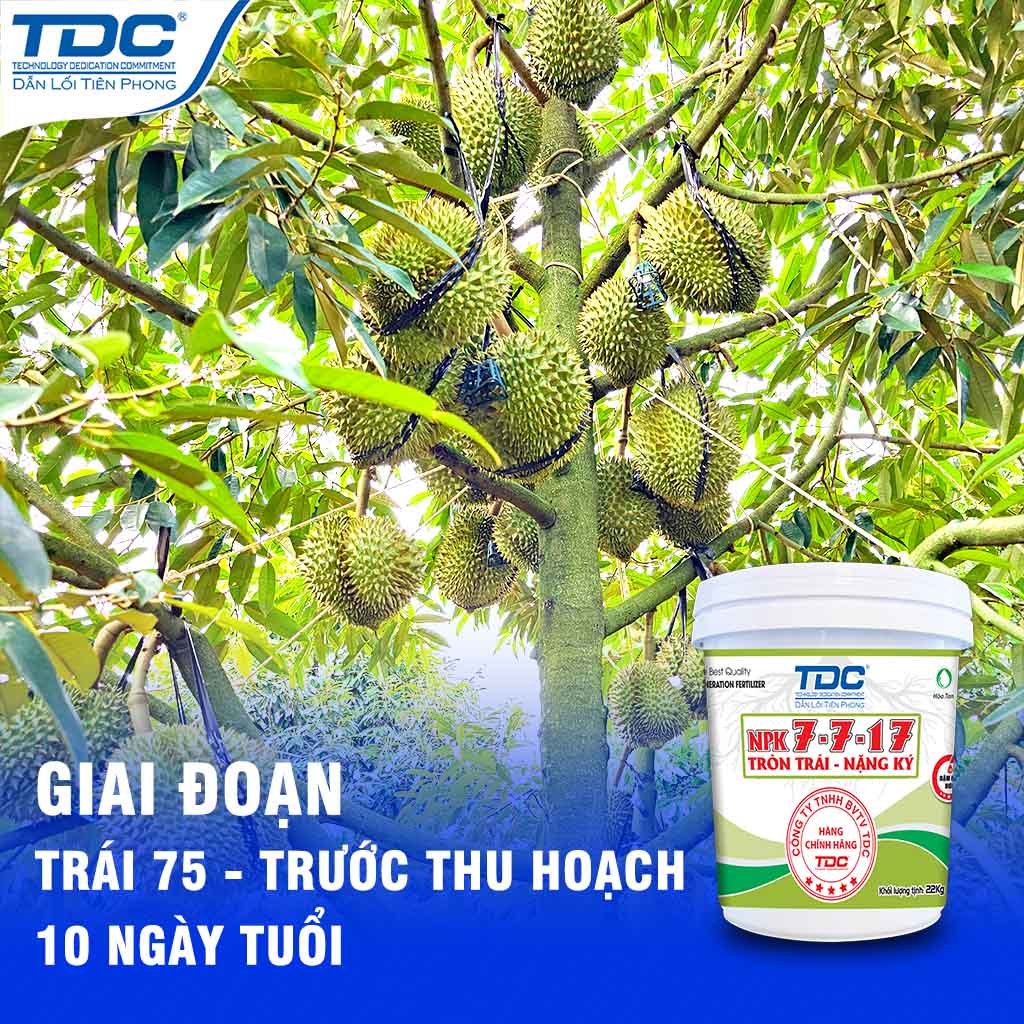 GIAI ĐOẠN TRÁI 75 NGÀY TUỔI