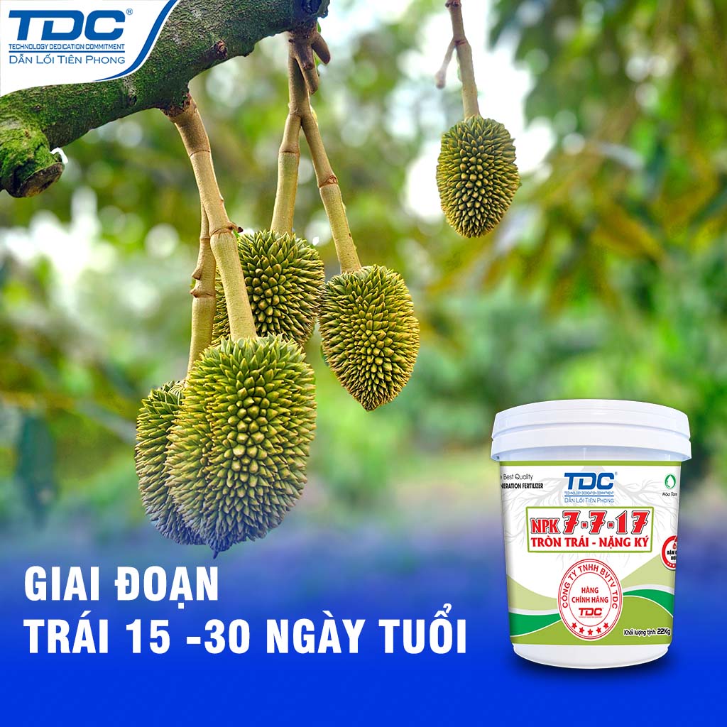 TRÁI SẦU RIÊNG GIAIA ĐOẠN 15- 30 NGÀY TUỔI