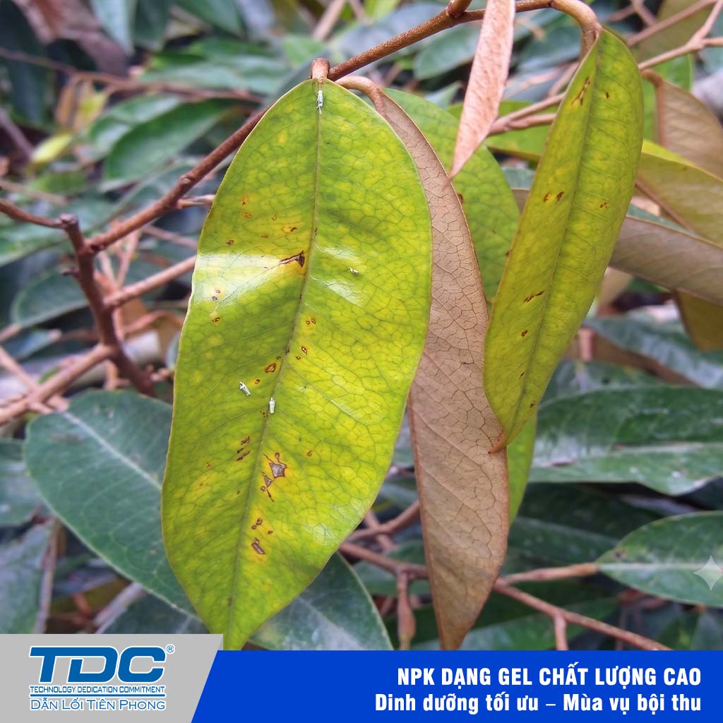 Thành trùng rầy xanh Amrasca sp. trên lá sầu riêng