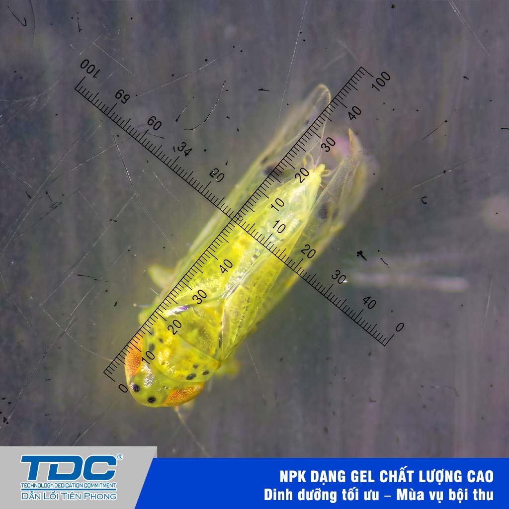 Thành trùng rầy xanh Amrasca sp.