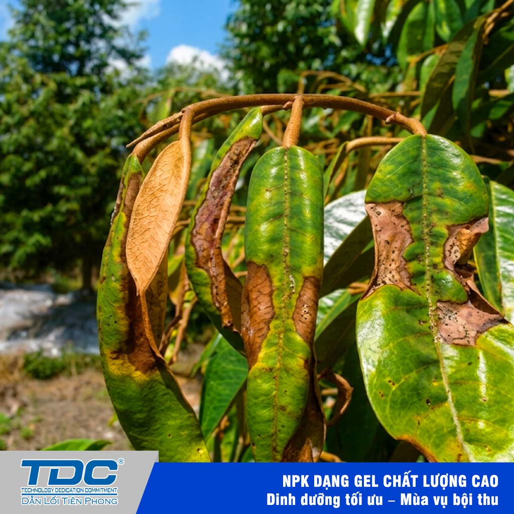  Triệu chứng gây hại (muộn) của rầy xanh Amrasca sp