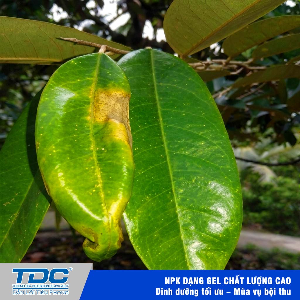 Triệu chứng gây hại của rầy xanh Amrasca sp.