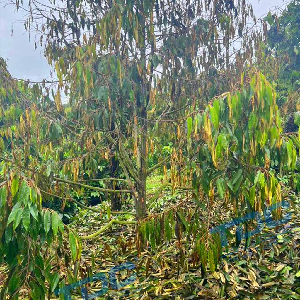 bệnh chết ngược trên sầu riêng