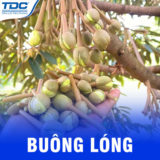 Hiện tượng buông lóng trên sầu riêng