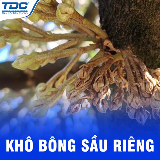 Khô bông trên sầu riêng vụ nghịch