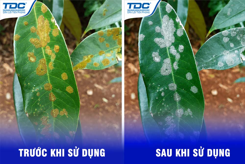 Hình ảnh trước và sau khi tẩy rong rêu trên lá sầu riêng bằng Clear One TDC