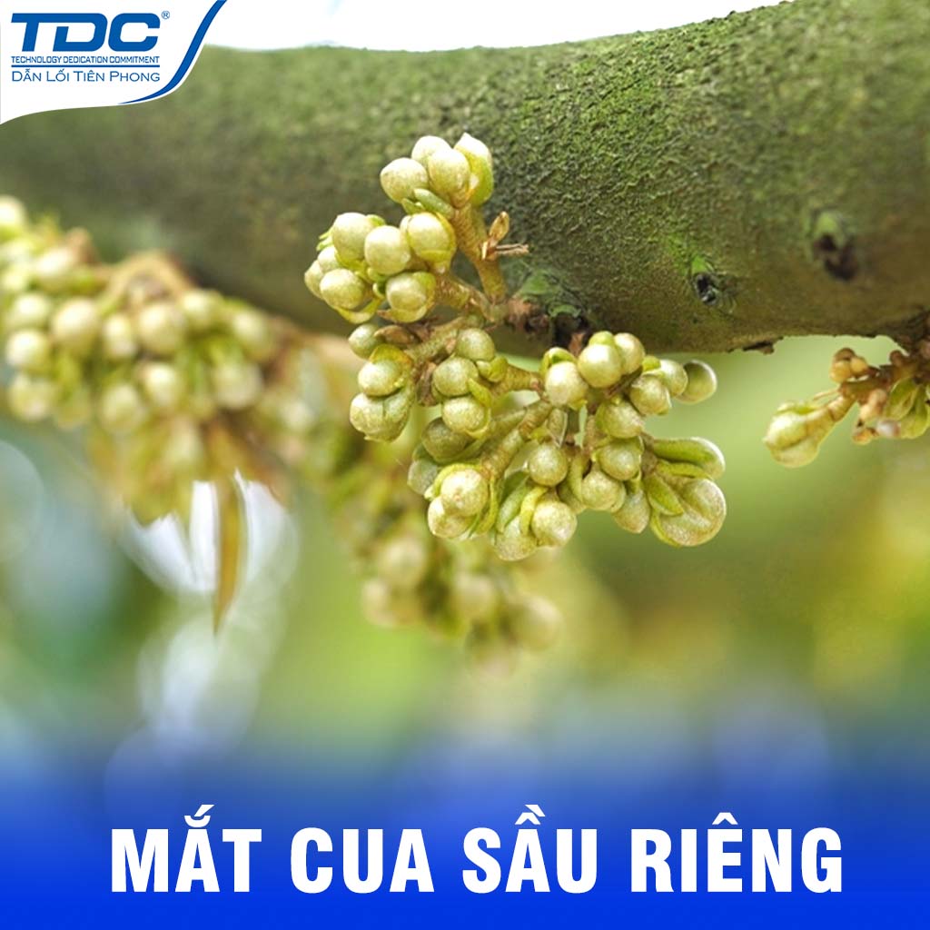 mắt cua sầu riêng