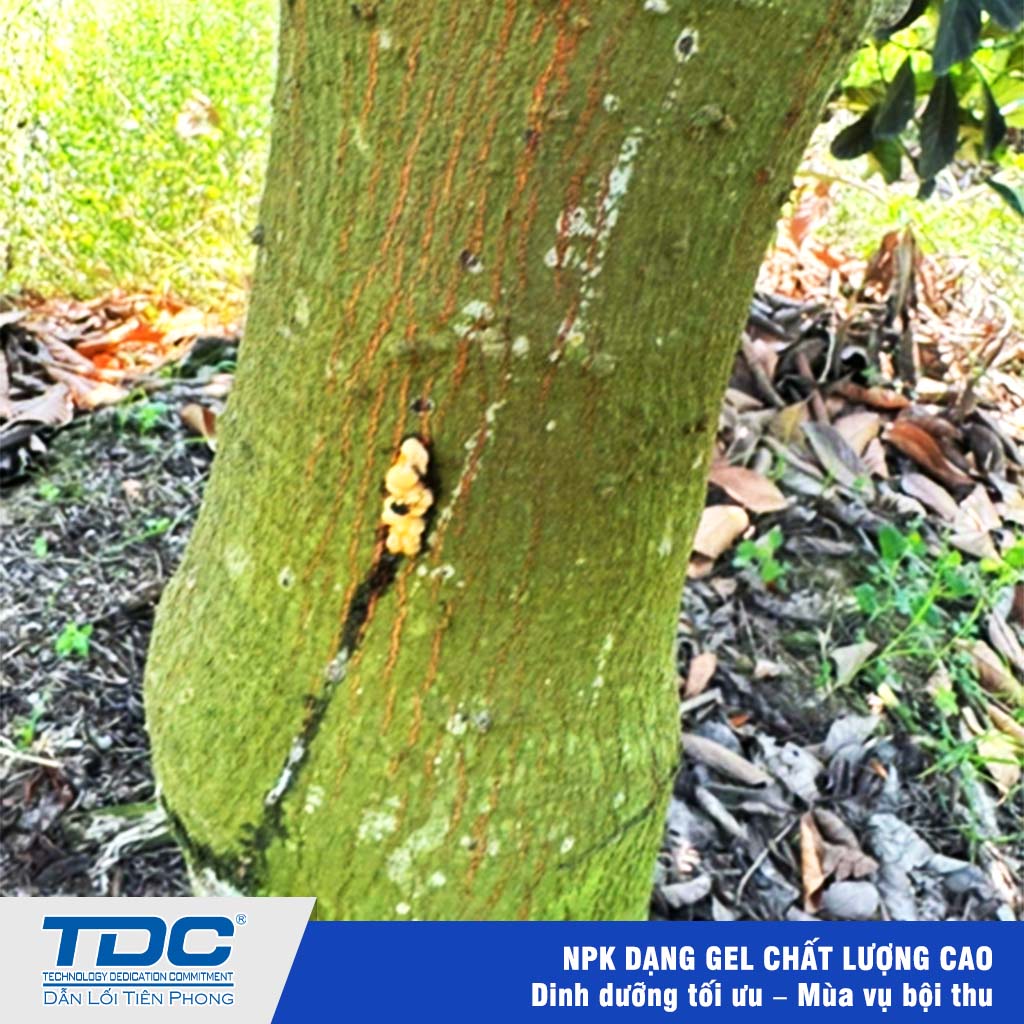 bệnh mũ khô trên cây mít
