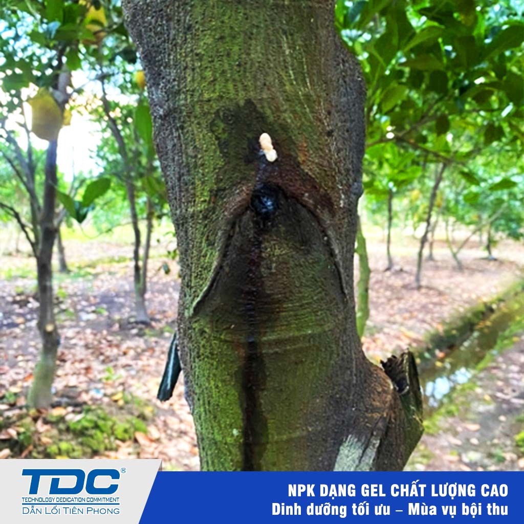 bệnh mủ khô trên cây mít