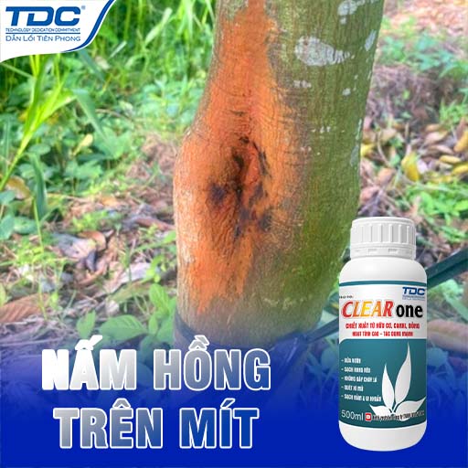 nấm hồng trên cây mít