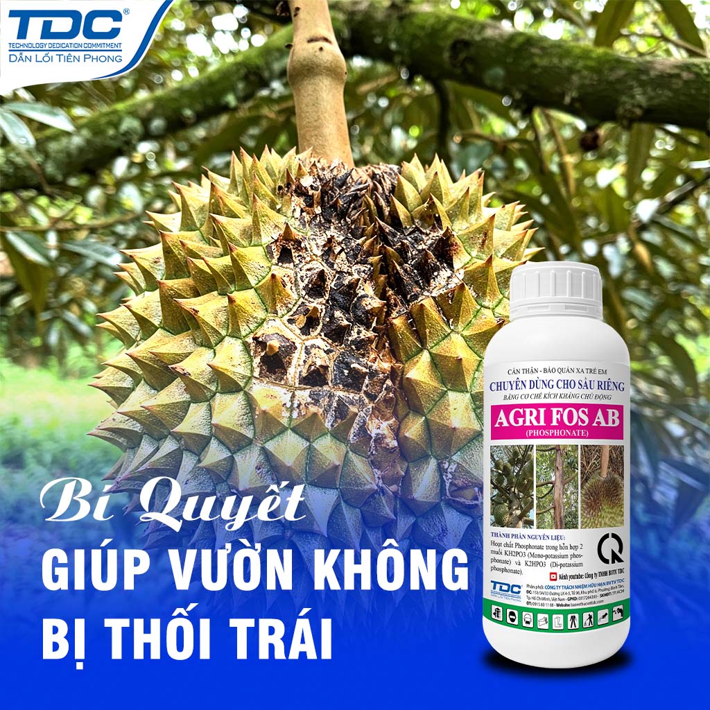 trị nấm thối trái