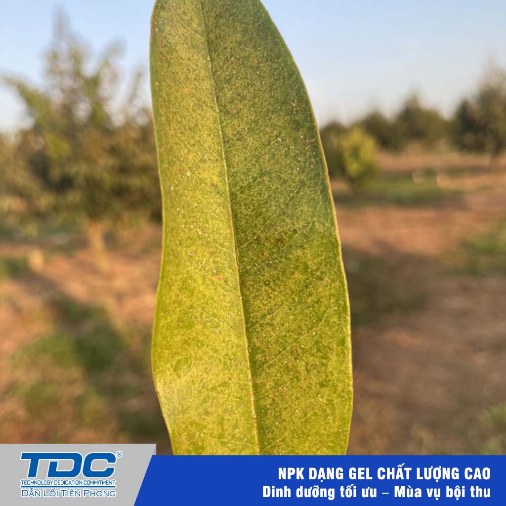 nhện đỏ gây hại trên lá