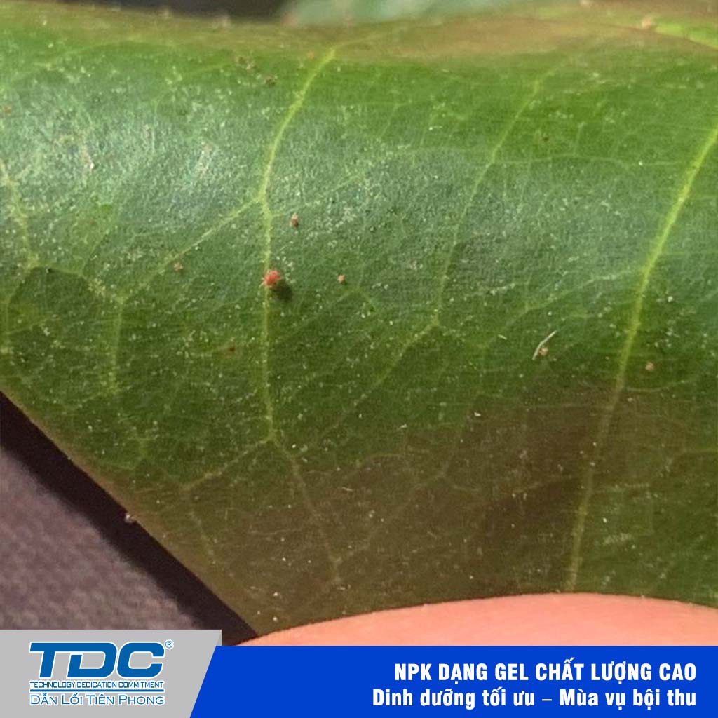 nhện đỏ trên lá sầu riêng