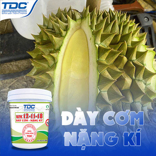 npk 12 11 18 giúp lên cơm vàng đẹp