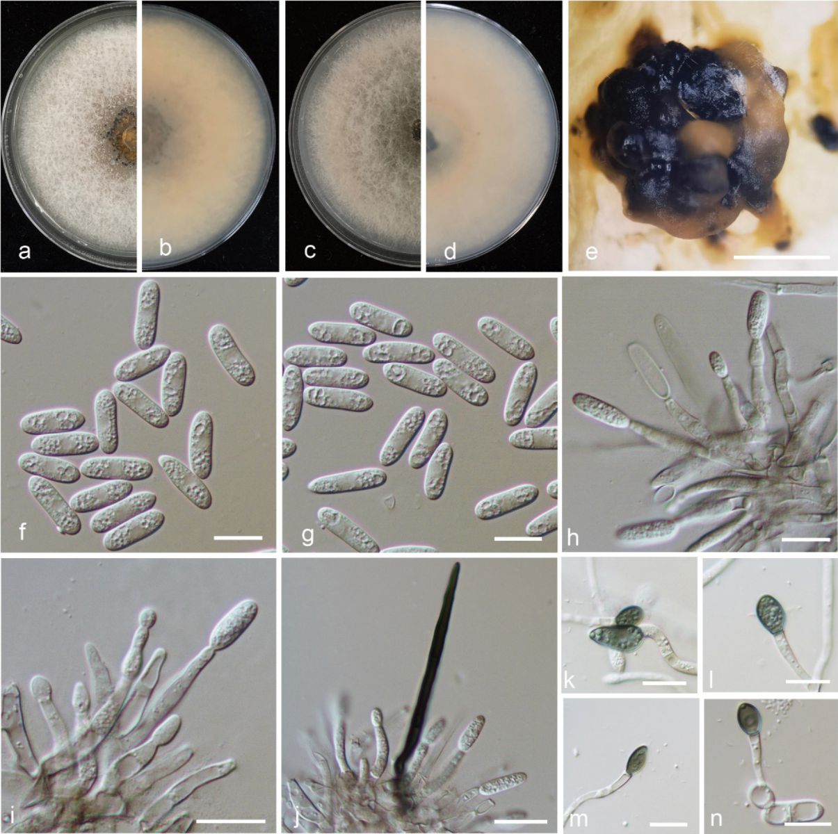  Colletotrichum