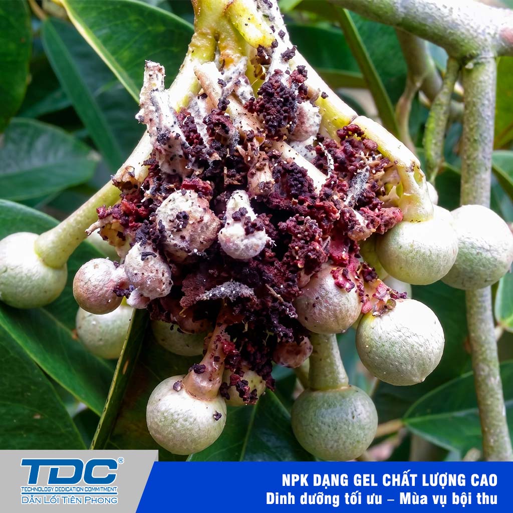 Triệu chứng gây hại trên hoa của sâu C. Punctiferalis