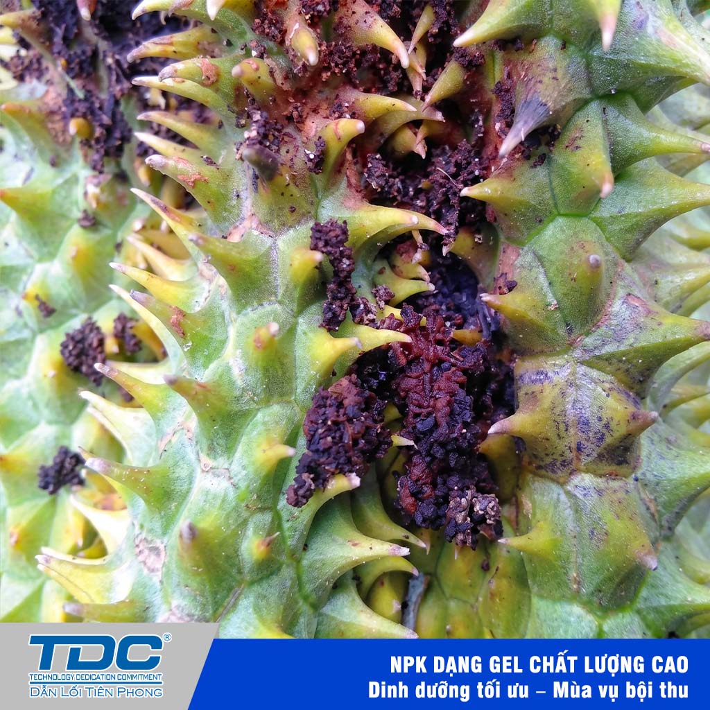  Triệu chứng gây hại trên quả của sâu C. Punctiferalis