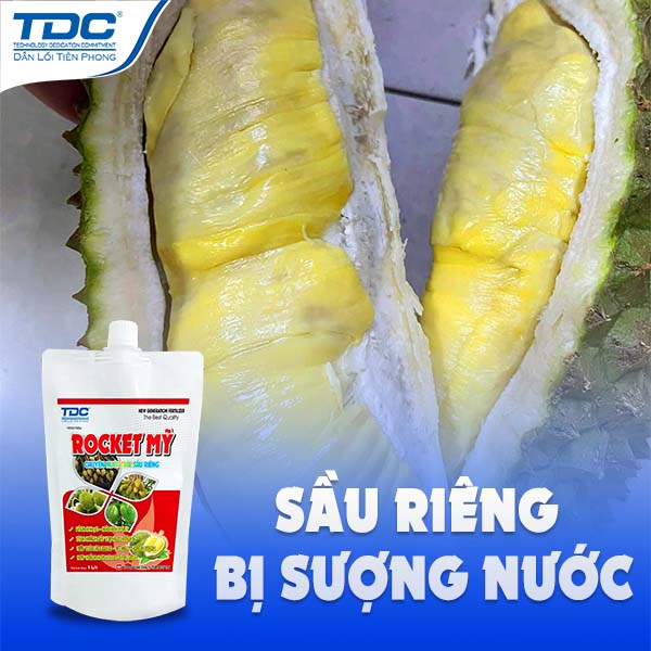 sầu riêng sượng nước
