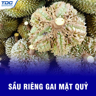 sầu riêng gai mặt quỷ