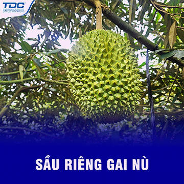 sầu riêng gai nù