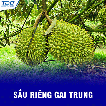sầu riêng gai trung