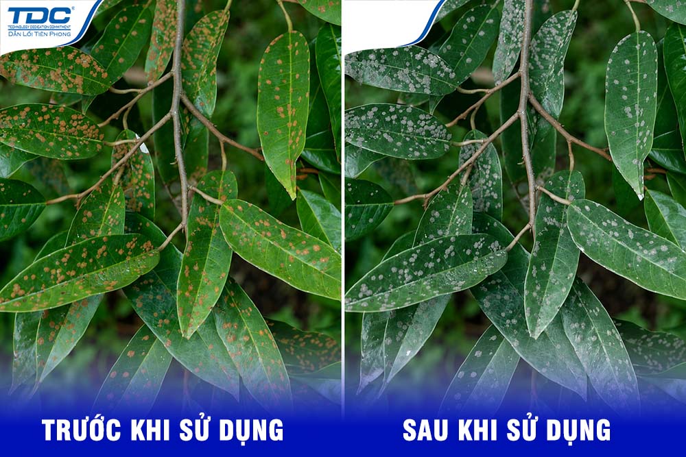 trước và sau khi tẩy rong rêu