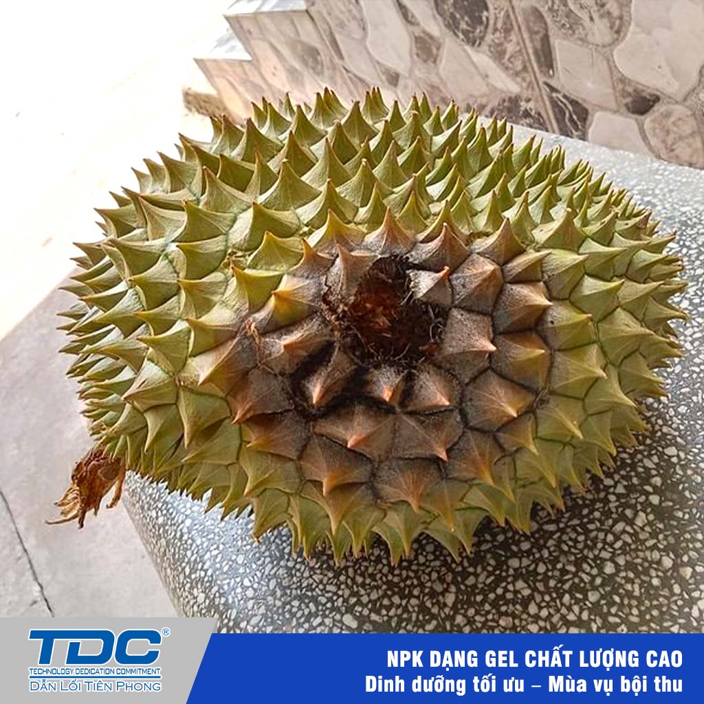bệnh thối trái do thán thư
