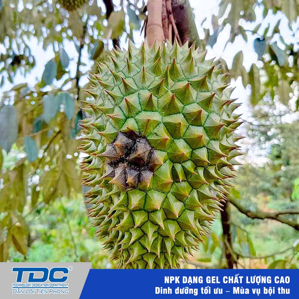 thôi trái do nấm phytopthora