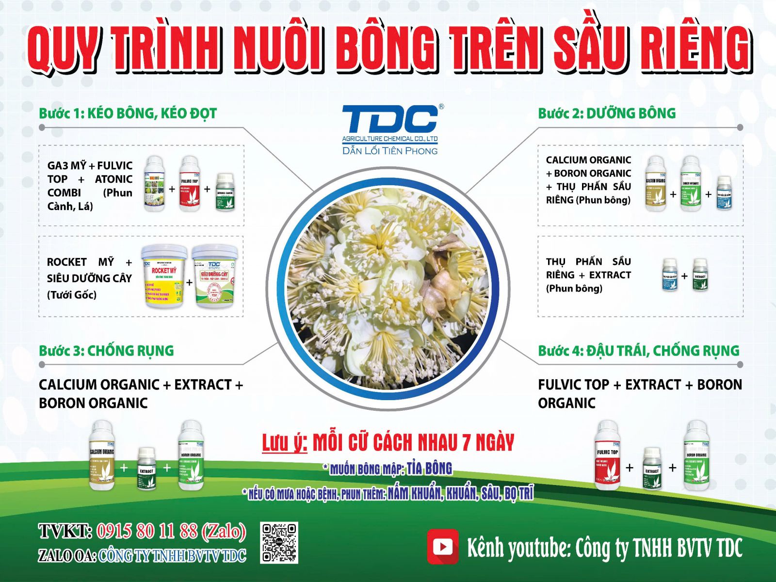 Quy trình nuôi bông trên cây sầu riêng